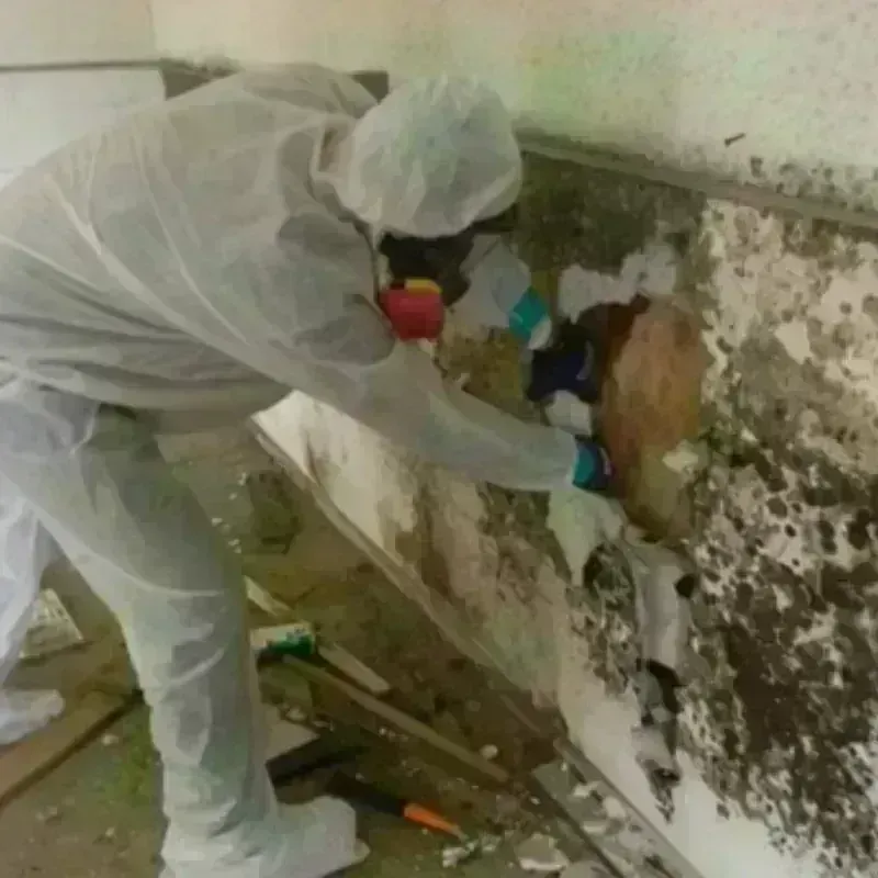 Mold Remediation and Removal in Aragon, GA